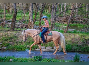 Kentucky Mountain Saddle Horse, Valack, 4 år, 150 cm, Palomino