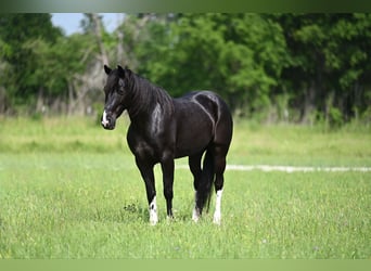 Kentucky Mountain Saddle Horse, Valack, 5 år, 147 cm, Svart