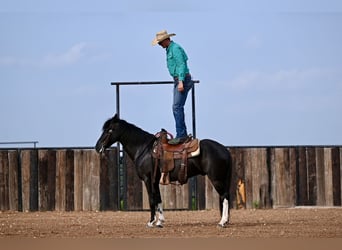 Kentucky Mountain Saddle Horse, Valack, 5 år, 147 cm, Svart