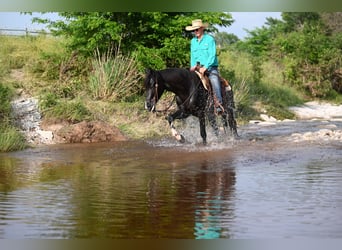 Kentucky Mountain Saddle Horse, Valack, 5 år, 147 cm, Svart