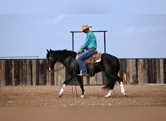 Kentucky Mountain Saddle Horse, Valack, 5 år, 147 cm, Svart