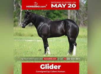 Kentucky Mountain Saddle Horse, Valack, 5 år, 147 cm, Svart