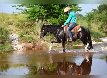 Kentucky Mountain Saddle Horse, Valack, 5 år, 147 cm, Svart