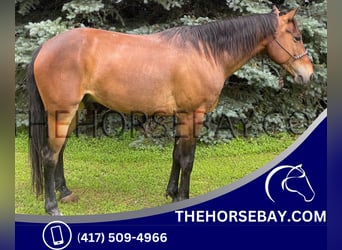 Kentucky Mountain Saddle Horse, Valack, 5 år, 150 cm, Brun