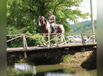 Kentucky Mountain Saddle Horse, Valack, 5 år, 160 cm, Tobiano-skäck-alla-färger