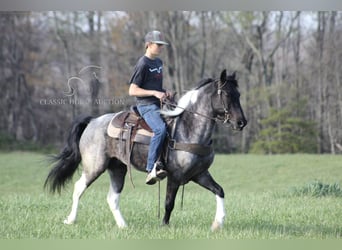 Kentucky Mountain Saddle Horse, Valack, 6 år, 142 cm, Konstantskimmel
