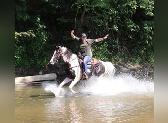 Kentucky Mountain Saddle Horse, Valack, 6 år, 160 cm, Tobiano-skäck-alla-färger