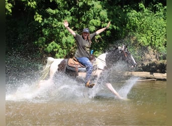 Kentucky Mountain Saddle Horse, Valack, 6 år, 160 cm, Tobiano-skäck-alla-färger