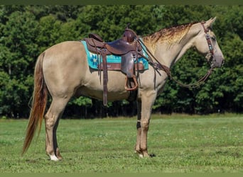 Kentucky Mountain Saddle Horse, Valack, 7 år, 160 cm, Champagne