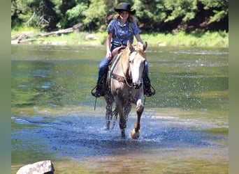 Kentucky Mountain Saddle Horse, Valack, 7 år, 160 cm, Champagne