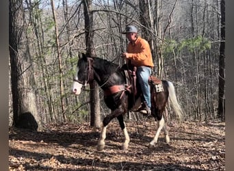 Kentucky Mountain Saddle Horse, Valack, 9 år, 147 cm, Tobiano-skäck-alla-färger
