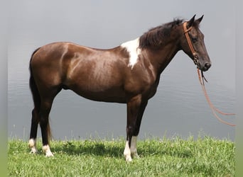 Kentucky Mountain Saddle Horse, Valack, 9 år, 152 cm, Tobiano-skäck-alla-färger
