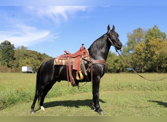 Kentucky Mountain Saddle Horse, Valack, 9 år, 155 cm, Svart
