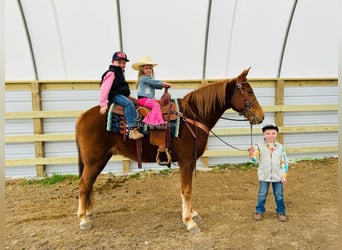 Kentucky Mountain Saddle Horse, Wałach, 11 lat, 152 cm, Cisawa
