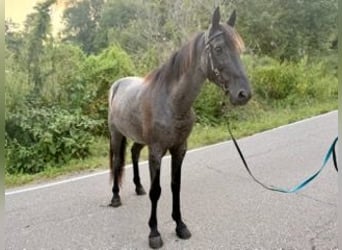Kentucky Mountain Saddle Horse, Wałach, 11 lat, 152 cm, Karodereszowata