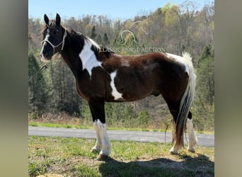 Kentucky Mountain Saddle Horse, Wałach, 11 lat, 152 cm, Tobiano wszelkich maści
