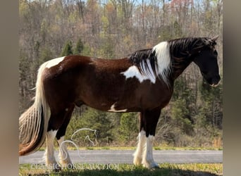 Kentucky Mountain Saddle Horse, Wałach, 11 lat, 152 cm, Tobiano wszelkich maści