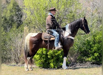 Kentucky Mountain Saddle Horse, Wałach, 11 lat, 152 cm, Tobiano wszelkich maści