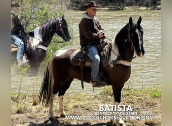 Kentucky Mountain Saddle Horse, Wałach, 11 lat, 152 cm, Tobiano wszelkich maści