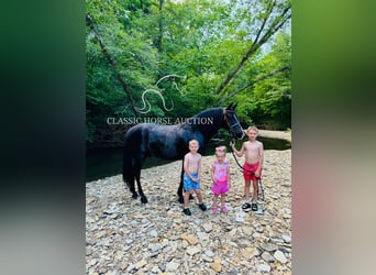 Kentucky Mountain Saddle Horse, Wałach, 12 lat, 152 cm, Kara