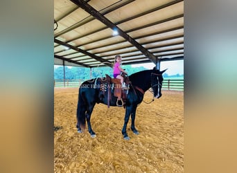 Kentucky Mountain Saddle Horse, Wałach, 12 lat, 152 cm, Kara
