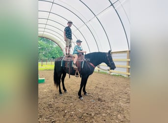 Kentucky Mountain Saddle Horse, Wałach, 12 lat, 152 cm, Kara