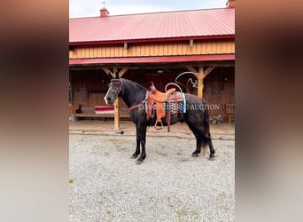 Kentucky Mountain Saddle Horse, Wałach, 12 lat, 152 cm, Kara