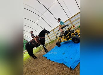 Kentucky Mountain Saddle Horse, Wałach, 12 lat, 152 cm, Kara