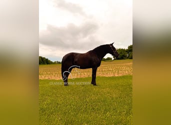 Kentucky Mountain Saddle Horse, Wałach, 12 lat, 152 cm, Kara