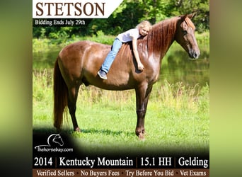 Kentucky Mountain Saddle Horse, Wałach, 12 lat, 155 cm, Gniada