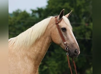 Kentucky Mountain Saddle Horse, Wałach, 13 lat, 165 cm, Izabelowata