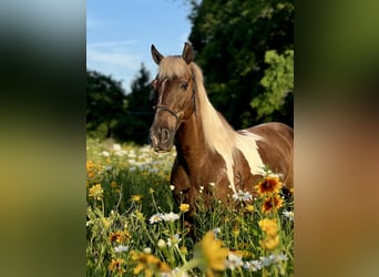 Kentucky Mountain Saddle Horse, Wałach, 13 lat, Srokata
