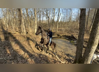 Kentucky Mountain Saddle Horse, Wałach, 14 lat, 152 cm, Kara