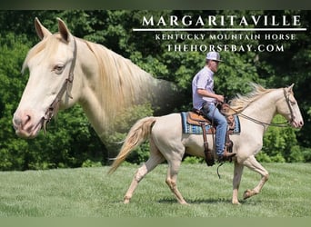 Kentucky Mountain Saddle Horse, Wałach, 14 lat, 157 cm, Cremello