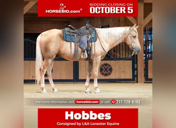 Kentucky Mountain Saddle Horse, Wałach, 14 lat, Izabelowata
