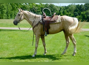 Kentucky Mountain Saddle Horse, Wałach, 5 lat, 152 cm, Izabelowata