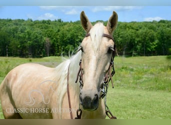 Kentucky Mountain Saddle Horse, Wałach, 5 lat, 152 cm, Izabelowata