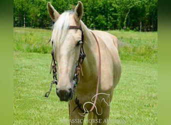 Kentucky Mountain Saddle Horse, Wałach, 5 lat, 152 cm, Izabelowata