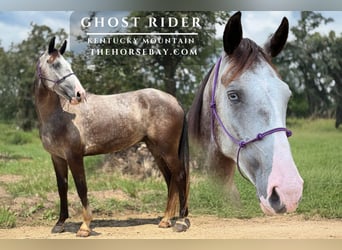 Kentucky Mountain Saddle Horse, Wałach, 5 lat, 155 cm, Siwa jabłkowita