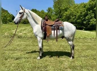 Kentucky Mountain Saddle Horse, Wałach, 7 lat, 157 cm, Siwa