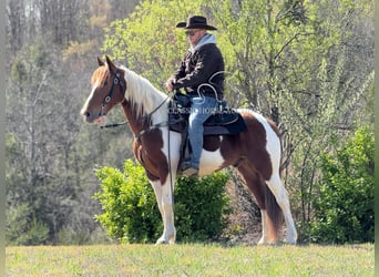 Kentucky Mountain Saddle Horse, Wałach, 8 lat, 142 cm, Tobiano wszelkich maści