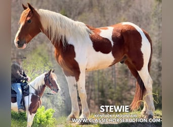 Kentucky Mountain Saddle Horse, Wałach, 8 lat, 142 cm, Tobiano wszelkich maści