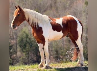 Kentucky Mountain Saddle Horse, Wałach, 8 lat, 142 cm, Tobiano wszelkich maści