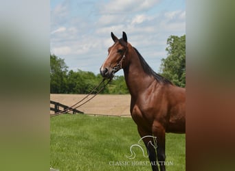 Kentucky Mountain Saddle Horse, Wałach, 8 lat, 152 cm, Gniada