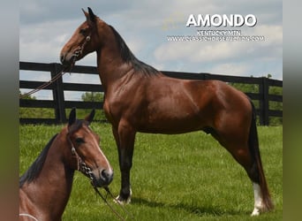 Kentucky Mountain Saddle Horse, Wałach, 8 lat, 152 cm, Gniada