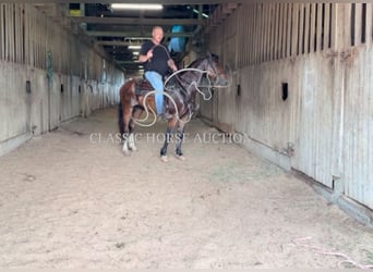 Kentucky Mountain Saddle Horse, Wałach, 8 lat, 152 cm, Gniada