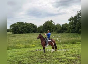 Kentucky Mountain Saddle Horse, Wałach, 8 lat, 152 cm, Gniada
