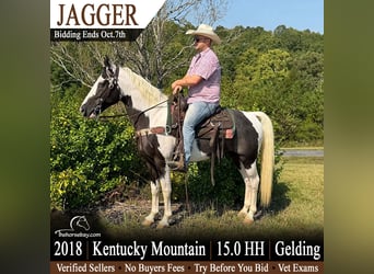 Kentucky Mountain Saddle Horse, Wałach, 8 lat, 152 cm, Tobiano wszelkich maści