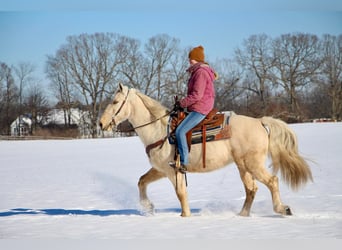 Kentucky Mountain Saddle Horse, Wałach, 10 lat, 155 cm, Izabelowata