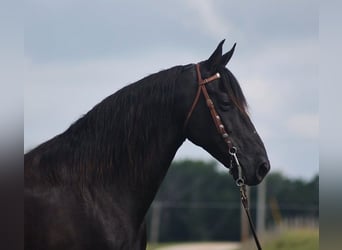 Kentucky Mountain Saddle Horse, Wałach, 10 lat, 155 cm, Kara